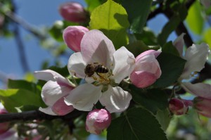 jablkovy-kvet-3.jpg