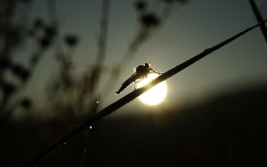 dragonfly-4279478_640.jpg