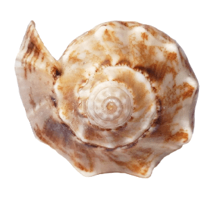 musla.png