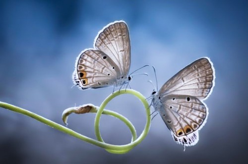 mirror-effect.jpg