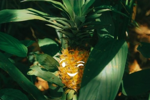 ananas_zmurkajuci_a_rastuci_v_prirode.jpg
